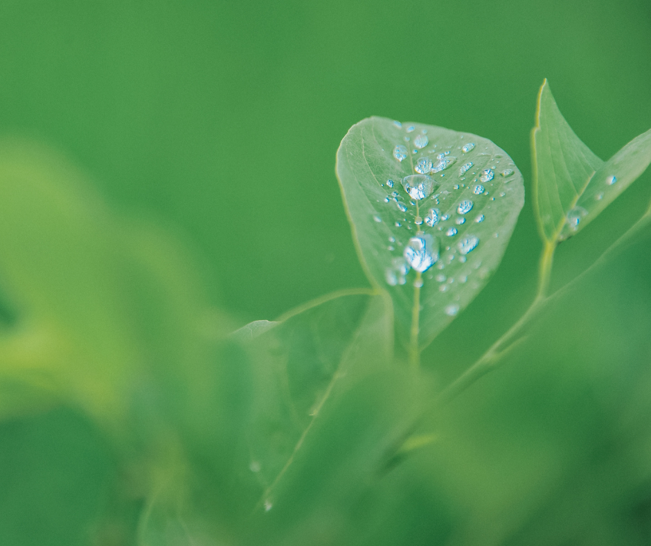 herobilde_Rust protection with BioCorr