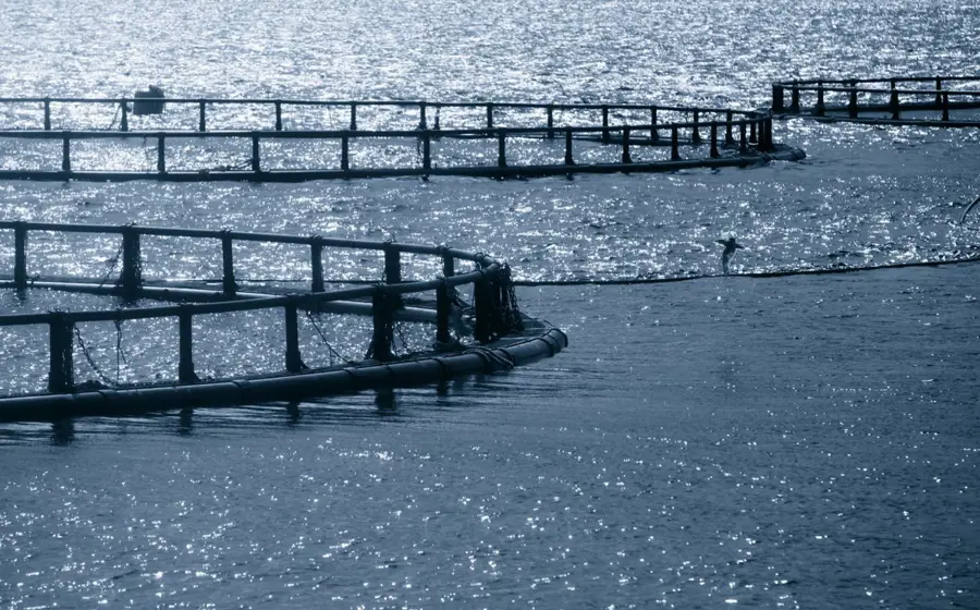 pic_Fish farming__247_3-scaled.jpeg