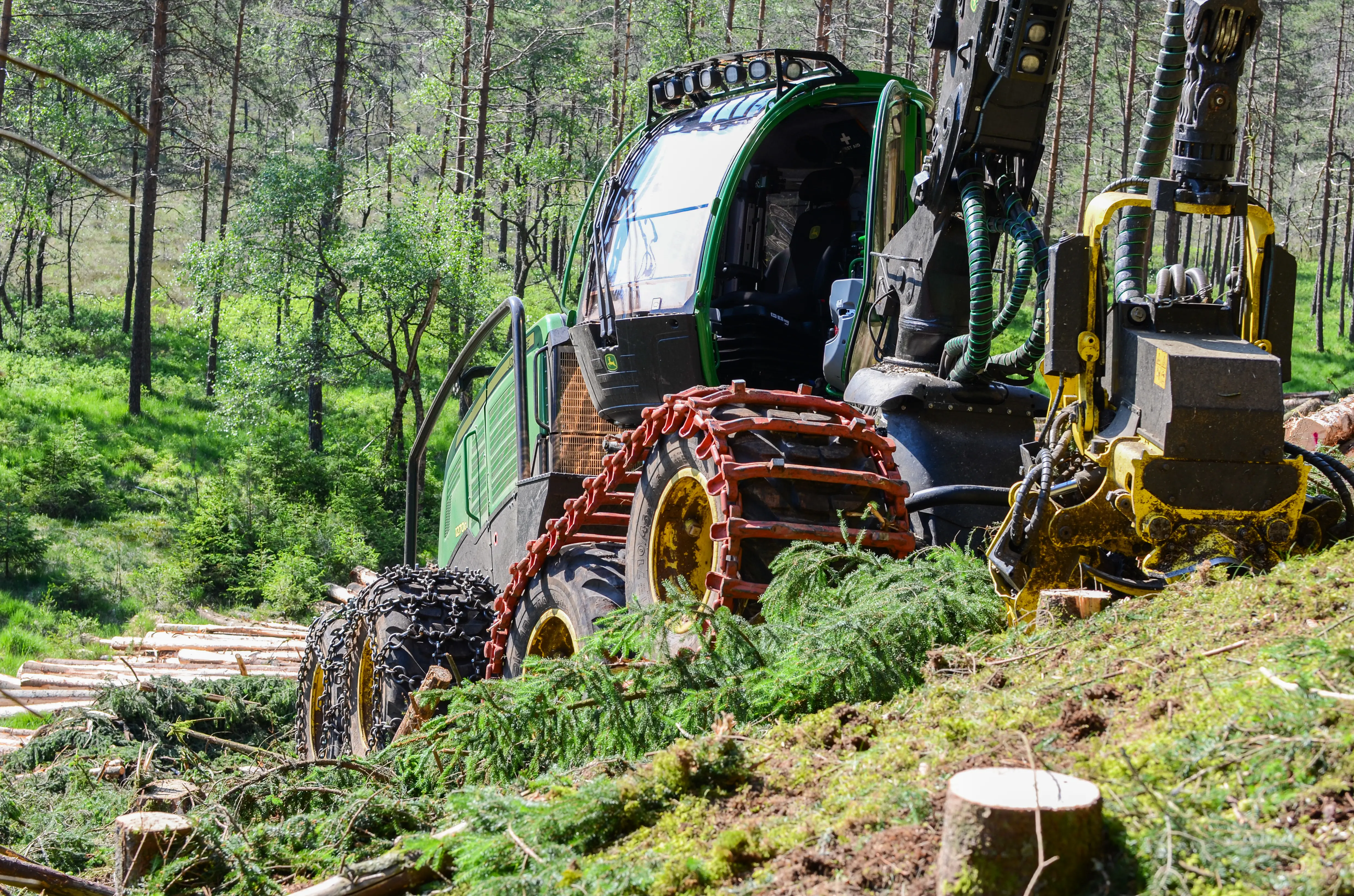 herobilde_Skogsbelter